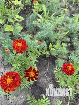 Дом 20м², 1-этажный, участок 8 сот.