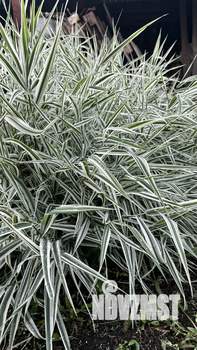 Дом 55м², 1-этажный, участок 7 сот.