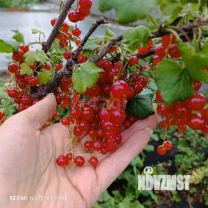 Дом 20м², 1-этажный, участок 7 сот.