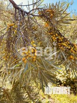 Дом 23м², 1-этажный, участок 9 сот.