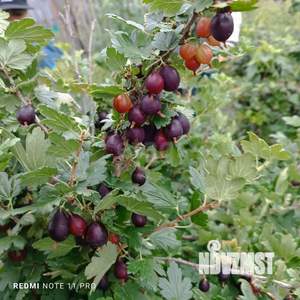 Дом 20м², 1-этажный, участок 7 сот.