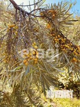 Дом 23м², 1-этажный, участок 9 сот.