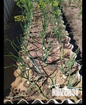 Дом 31м², 2-этажный, участок 6 сот.