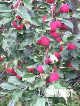 Дом 30м&sup2;, 2-этажный, участок 6 сот.  