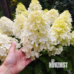 Дом 84м&sup2;, 1-этажный, участок 8 сот.  