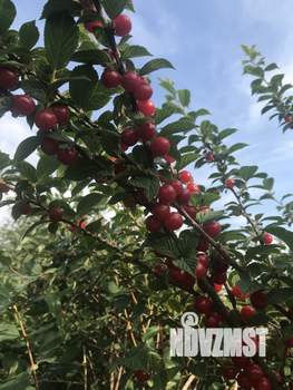 Дом 25м², 2-этажный, участок 7 сот.  