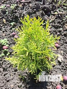 Дом 12м&sup2;, 1-этажный, участок 5 сот.  