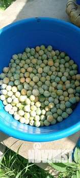 Дом 20м&sup2;, 1-этажный, участок 10 сот.  