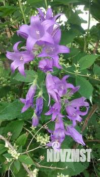 Дом 19м&sup2;, 1-этажный, участок 5 сот.  