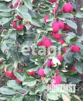 Дом 30м&sup2;, 1-этажный, участок 6 сот.  