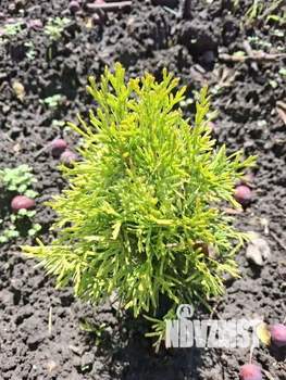 Дом 12м&sup2;, 1-этажный, участок 5 сот.  