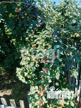 Дом 36м&sup2;, 2-этажный, участок 8 сот.  