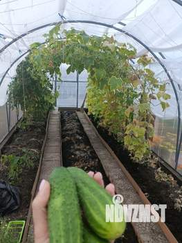 Дом 40м&sup2;, 1-этажный, участок 8 сот.  