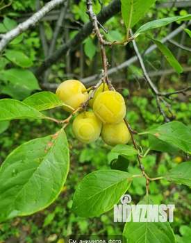 Дом 25м&sup2;, 1-этажный, участок 5 сот.  