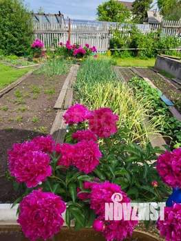 Дом 30м&sup2;, 1-этажный, участок 6 сот.  