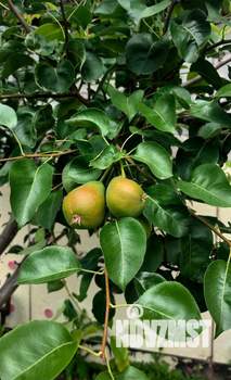 Коттедж 250м², 2-этажный, участок 12 сот.  