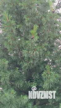 Дом 45м&sup2;, 1-этажный, участок 8 сот.  