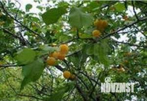 Дом 22м², 2-этажный, участок 5 сот.  